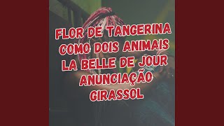 Flor de Tangerina  Como Dois Animais  La Belle de Jour  Anunciação  Girassol [upl. by Annayat407]