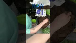 Hydrafiber vs Peat Moss sustainablegarden hydrafiber soillessfarming nobeesnofarmsnofood [upl. by Gnof]