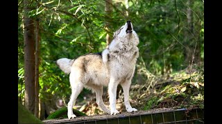 Wolves Howling Compilation 8hr HD 1080p [upl. by Afirahs57]