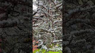 Coal Tit in a cedar [upl. by Maryrose]