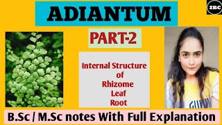 ADIANTUM PART2  Internal Structure of RhizomeLeafRoot  Notes with Full Explanation ZBC [upl. by Hgieloj]