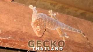 Gecko Gekko Tokeh [upl. by Fritzie]