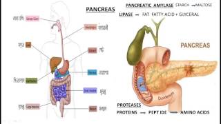 Human Digestive System in Bengali [upl. by Eelram]