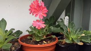 Lewisia by Brian 4 seedlings [upl. by Etiragram]