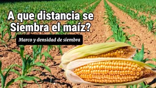 A que distancia se siembra el maíz 🌽 Marco y densidad de plantación ✅ [upl. by Bertram]