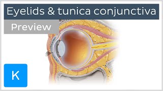 Eyelids and tunica conjunctiva preview  Human Anatomy  Kenhub [upl. by Yerxa]