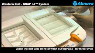 Western Blot  SNAP id™ System [upl. by Melburn]