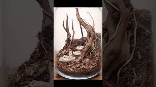 Creating a hardscape for the Fantasy Terrascape terrarium [upl. by Regdirb]