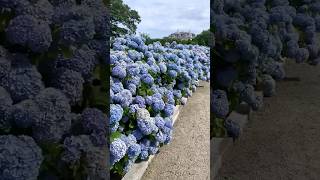 hydrangeaгортензияgardenгортензіяflowers parkjardinshortsアジサイhortensiaсадnature newport [upl. by Arny952]