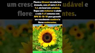 Girassol Helianthus annuus girassol dicas shorts [upl. by Gavan530]