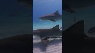 Tiger Shark and lemon shark approach divers at Tiger Beach Bahamas shark shorts diving [upl. by Kalina]