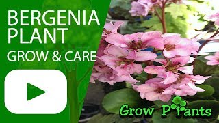 Bergenia  growing and care [upl. by Adaj]