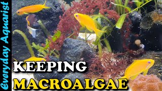 HOW TO Keep Marine MACROALGAE In A REEF Tank  Complete BEGINNERS GUIDE Planted Reef [upl. by Rowen220]