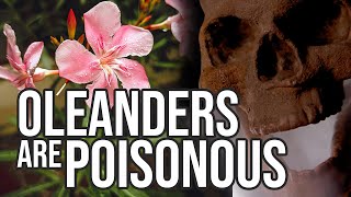 Poisonous Oleanders  What You Need To Know [upl. by Sgninnej]