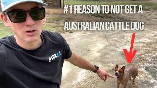 My 1 Reason To Not Get An Australian Cattle Dog MUST WATCH BEFORE GETTING [upl. by Ahens]