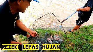 Mencari Telur Ikan BandarayaSauk Ikan Tilapia Selepas Hujan [upl. by Nywg]