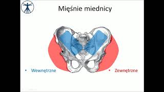 Mięśnie miednicy wstęp [upl. by Lluj990]