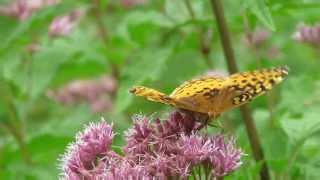 Great Spangled Fritillary  August 31 2013 [upl. by Oiram36]