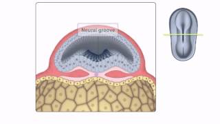 General Embryology  Detailed Animation On Neurulation [upl. by Nrehtak913]