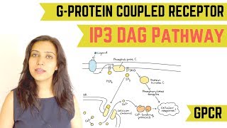 IP3 DAG PATHWAY  GPROTEIN COUPLED RECEPTOR GPCR [upl. by Rizzi258]