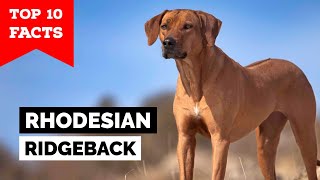 Rhodesian Ridgeback  Top 10 Facts [upl. by Margot579]