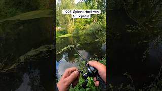 Hecht livebiss auf 2€ Spinnerbait😁 Part 23 hecht livebiss hechtangeln raubfisch angeln esox [upl. by Olenolin12]