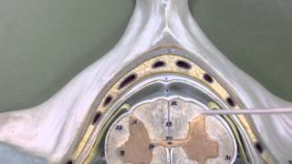 Crosssection of spinal cord inside vertebra [upl. by Budwig887]