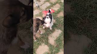 Cuttness nature funny cat pets dog [upl. by Timothee]