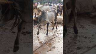 ₹21000 രൂപക്ക് cattle market  livestock market  buffalo  bull  cow beef meat cattlemarket [upl. by Ratcliff]