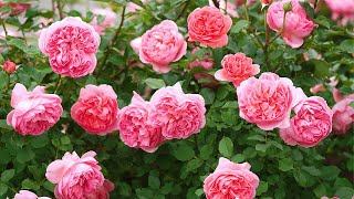 Relaxing Piano Music amp Nature Sounds  4K Floral Escape in Rose Garden for Work amp Stress Relief [upl. by Feldman]