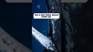 This is how Sperm whales sound like shorts whales [upl. by Mainis]