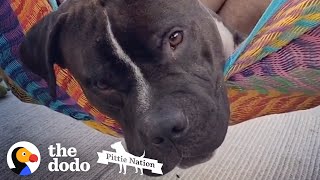 Watch This Sad Pittie Get So Silly And Happy  The Dodo [upl. by Ytsur]