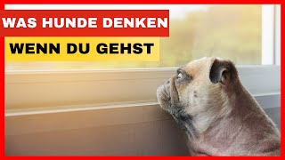 Was Denken Hunde Wenn Du Das Haus Verlässt Vermissen Sie Dich [upl. by Nevanod]