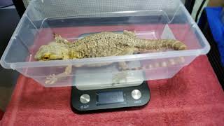 Broken Tail Bearded Dragon Rescue Day 1  Broken In Multiple Spots [upl. by Earised]