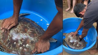 Removing Barnacles From Poor Sea Turtle ❤️🙏🐢  CEYLON TURTLE TALES [upl. by Schulze]