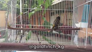 Красношапочный вьюрок  redfronted serin  serinus pusillus  verzellino fronte rossa [upl. by Sisak]