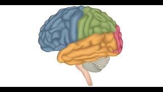 Introduction to Seizure and Epilepsy Diagnosis by Drs A Patel L Sham A Kielian and L Hayes [upl. by Aihsakal]