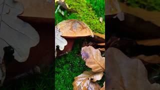 Flockenstieliger Hexenröhrling 🍴 Neoboletus Erythropus pilze funghi mushroom boletus wald [upl. by Laaspere]