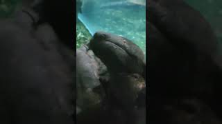 giant salamander Kyoto aquarium japan [upl. by Meghan54]