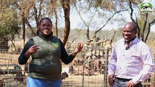 Kalahari Red Goat Farming in Zimbabwe [upl. by Nelrah]