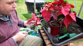 Cutting back and repotting my poinsettia Euphorbia pulcherrima [upl. by Barde211]