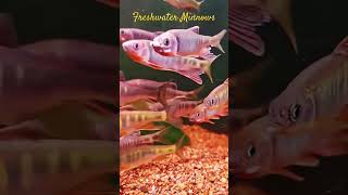 MMA Shorts  Zacco Platypus  Freshwater Minnow Se29Su4p [upl. by Vasileior]