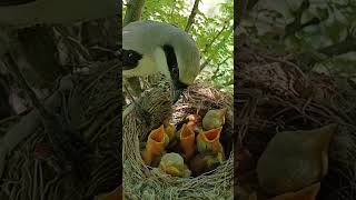 long tailed shrike bird babies P 1 shorts ytshorts [upl. by Kimball]