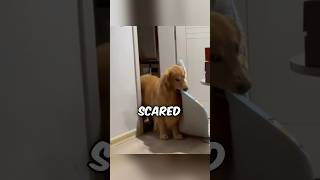 This Dog Was Scared Of Something 😱 [upl. by Ahael]