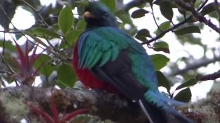 Resplendent quetzal singing [upl. by Alac]