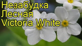 Незабудка лесная Виктория Уайт Краткий обзор описание myosotis sylvatica compacta Victoria White [upl. by Orly]