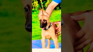 ❤️🔥🔥❤️malinois pets doglover germanshepherd dog k9 [upl. by Lavina507]