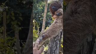 Baby sloth 🦥 rescued 🥺 kindness [upl. by Esor150]