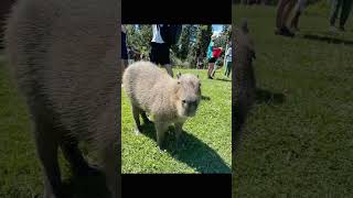 Pet Cute Capybarakangaroo  Kangaroo Creek Farm [upl. by Ellis]