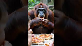 Orangutan eating pizza [upl. by Melosa]